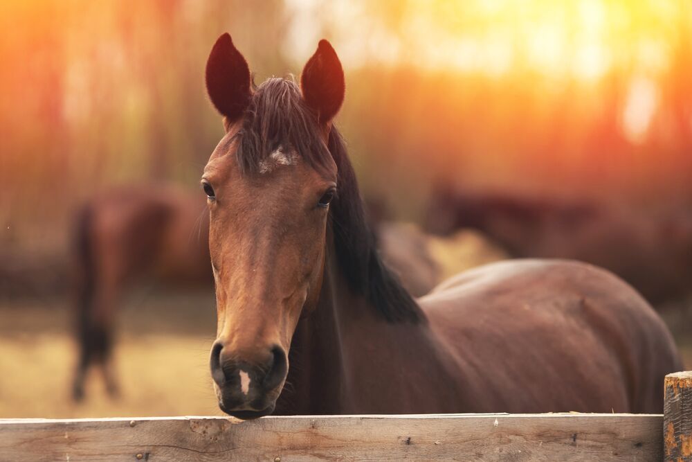 shutterstock 1726576816