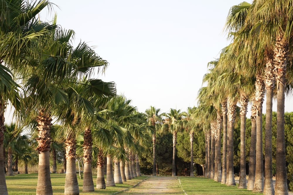 Tranquil walking path for adventure therapy within the Transformations Treatment Center grounds, lined with palm trees-min